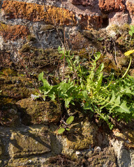 Green plants and moss growing on an old brick wall showing the beauty of nature reclaiming urban spaces