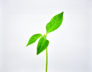 Young Green Sprout Isolated on White Background, Fresh Plant Symbolizing New Life, Growth, and Environmental Sustainability Concept
