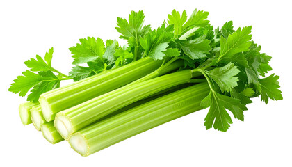 Fresh bundle of vibrant green celery stalks and leafy tops, isolated on black