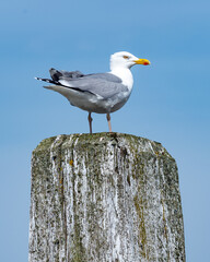 Seagull perched on weathered post against a clear blue sky during a sunny day by the waterfront