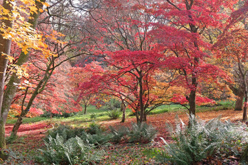 The red and orange autumn colour of  acer palmatum or Japanese maple trees.