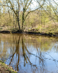 Calm river reflecting trees in early spring at a peaceful natural setting near the woods