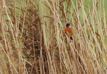 Redstart in its natural habitat sitting in the reeds
