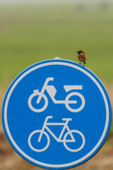 Redstart in its natural habitat sitting on a bicycle traffic sign
