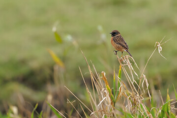 Redstart in its natural habitat sitting in the reeds