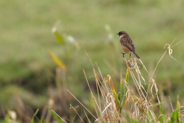 Redstart in its natural habitat sitting in the reeds