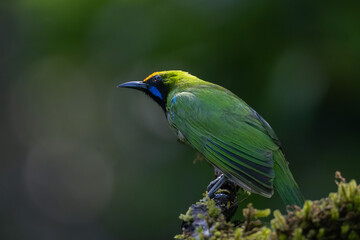 Close up portrait of green leafbird perched on branch with soft natural background