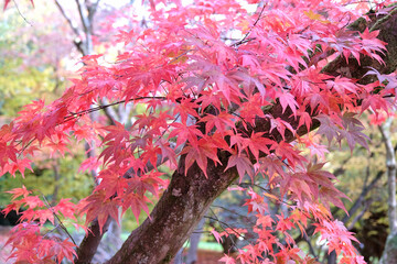The red and orange autumn colour of  acer palmatum or Japanese maple trees.
