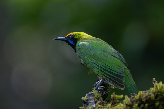 Close up portrait of green leafbird perched on branch with soft natural background
