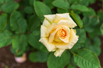 薔薇園のバラ（ハニーブーケ）