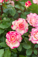 バラ園のバラ（ほのか）