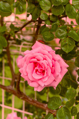 バラ園のバラ（羽衣）