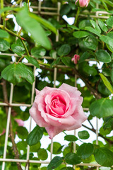 バラ園のバラ（羽衣）