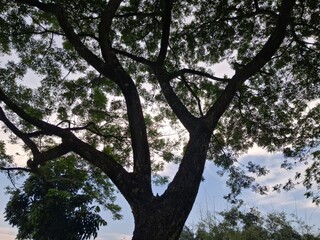Fototapeta premium large tree with green leaves against cloudy sky