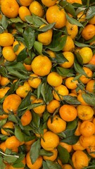 Fresh mandarins with green leaves piled together as organic citrus fruit background, ripe tangerine...