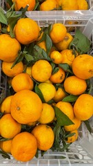 Fresh mandarins with green leaves piled together as organic citrus fruit background, ripe tangerine harvest texture for healthy food concepts