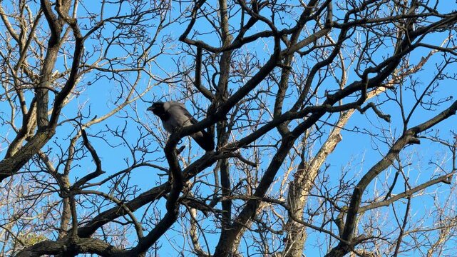 A crow bird caws in a tree, video with sound.