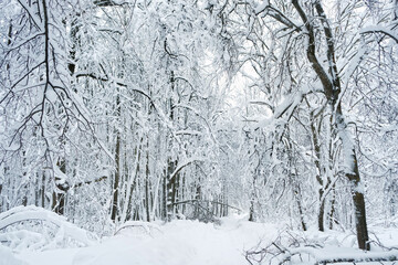 beautiful monochrome winter landscape. Frozen snowy trees in forest, winter nature background. cold frosty weather season. fairytale atmosphere