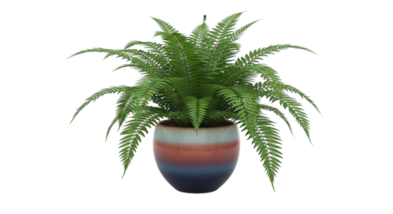 Lush Green Fern Plant in Modern Ceramic Pot Isolated on Black Background with Water Droplets Perfect Houseplant Home