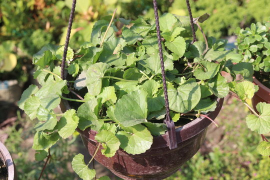 Centella asiatica leaf plant on pot with water