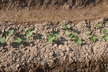 cucumber plant seedling on field