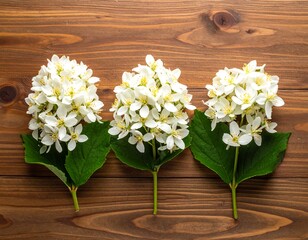 Three clusters of delicate white flowers with green leaves against a polished, reddish-brown wood background