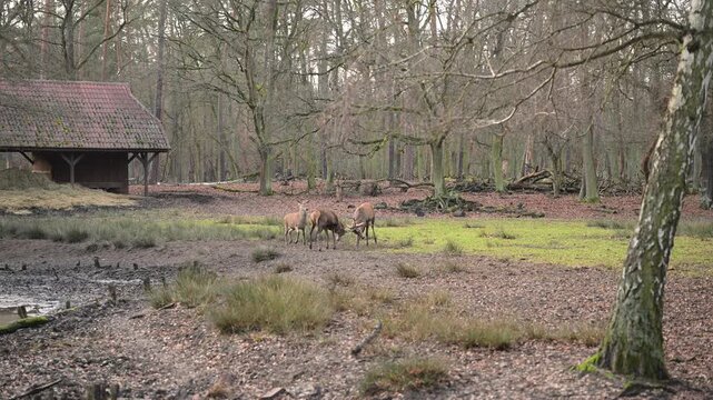 Static 4K video capturing the intense moment of the deer rut. Natural behavior in a scenic clearing with sparse trees. Great for nature documentaries and relaxation.