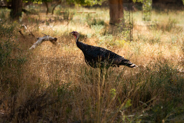 Wild Turkey