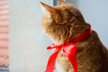 Orange cat with festive red bow close up portrait. Pets at home before Christmas.