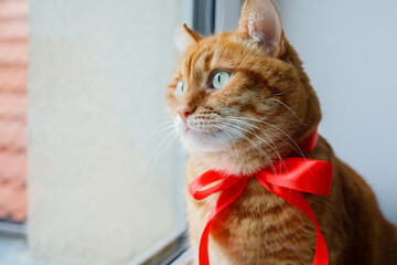 Orange cat with festive red bow close up portrait. Pets at home before Christmas.