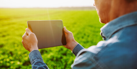 An adult farmer stands in a green field with a digital tablet at sunset. An agronomist with a digital tablet works in a sprouted field. Concept of agriculture, technology.