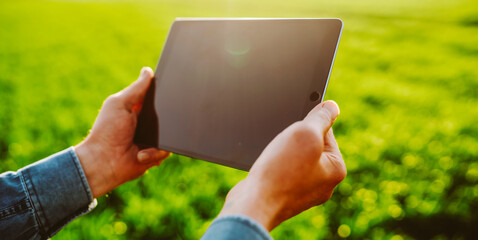 An adult farmer stands in a green field with a digital tablet at sunset. An agronomist with a digital tablet works in a sprouted field. Concept of agriculture, technology.