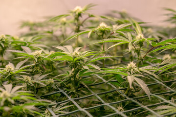 female early blossom marijuana SoG Sea of Green net hemp cultivation technique Growing pot indoor bloom stage growth Medical