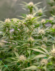 female early blossom marijuana SoG Sea of Green net hemp cultivation technique Growing pot indoor bloom stage growth Medical
