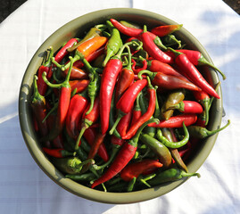 Peperoni-Chili - Capsicum annuum var. Acuminatum