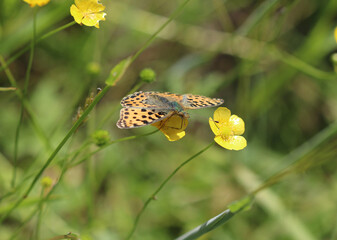 Kleiner Perlmuttfalter - Queen of Spain fritillary
