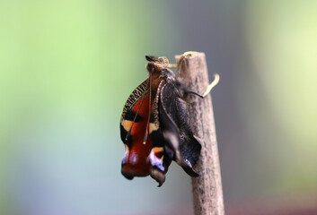 Tagpfauenauge - European peacock - Aglais io