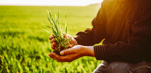 A farmer holds a young plant in his hands while standing in a green agricultural field. Experienced agronomist works and checks crop's growth in the sunset light. Concept of gardening, agriculture. © maxbelchenko