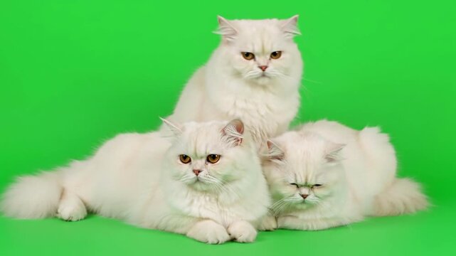 Three Fluffy White Persian Cats Posed Together on a Green Screen Background.