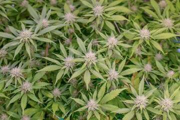 female early blossom marijuana SoG Sea of Green net hemp cultivation technique Growing pot indoor bloom stage growth Medical