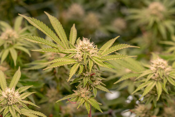 female early blossom marijuana SoG Sea of Green net hemp cultivation technique Growing pot indoor bloom stage growth Medical