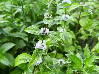 Fresh Mint Plant with White Flowers