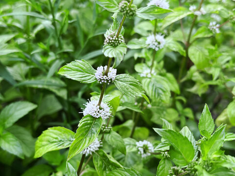 Fresh Mint Plant with White Flowers