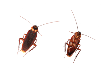 cockroach displayed against a plain white background, highlighting its detailed features.