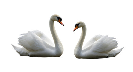 Fototapeta premium Elegant pair of white swans facing each other creating a romantic heart symbol. isolated PNG with Transparent Background