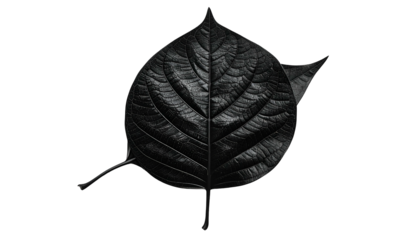 A grayscale image showcases a detailed, textured leaf against a stark black backdrop