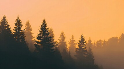 Obraz premium Sunset glow illuminating tall pine forest trees nature landscape tranquil environment serene viewpoint