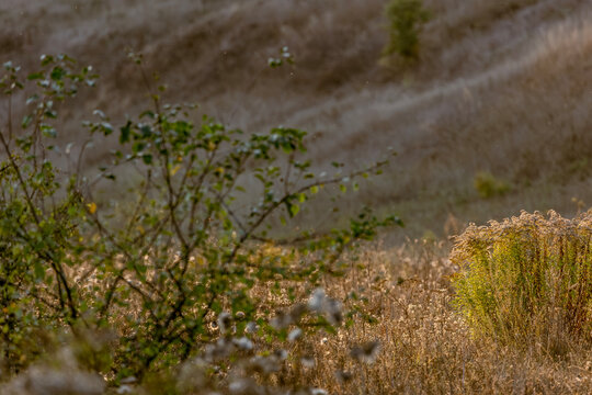 Wild green bush on hillside in warm evening light