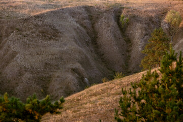 Clay Ravine Texture With Dry Grass And Pines