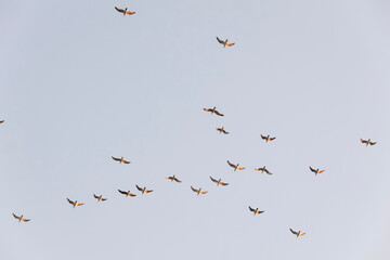 Flock of seagulls Larus flying in blue evening sky